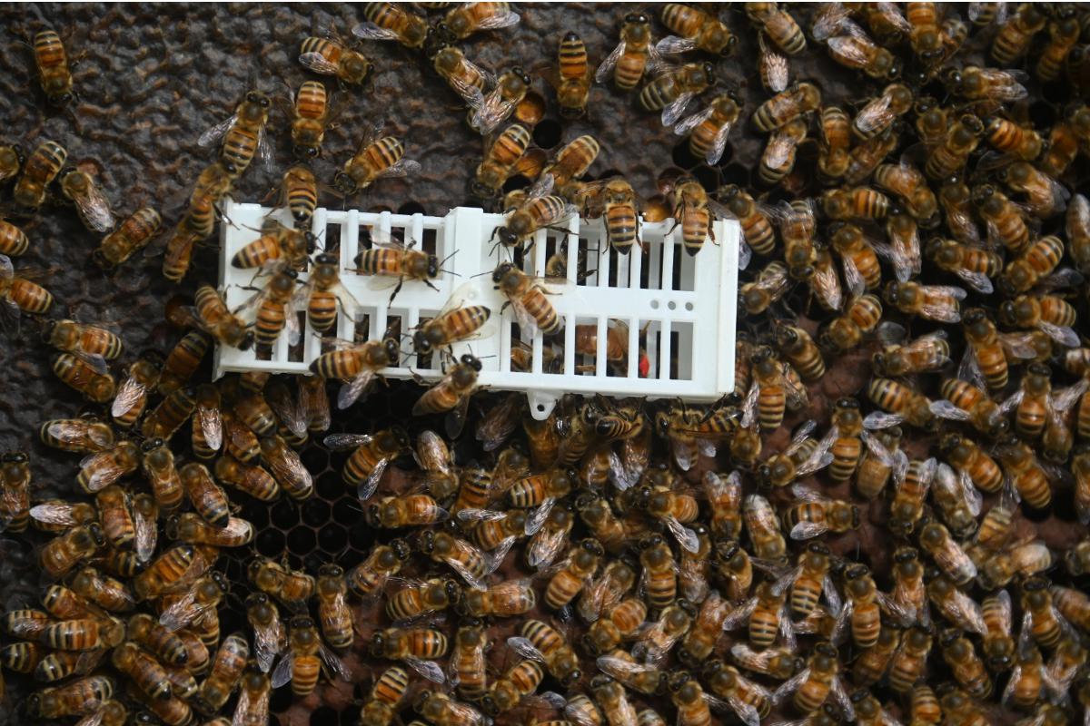 Una regina ingabbiata sul favo