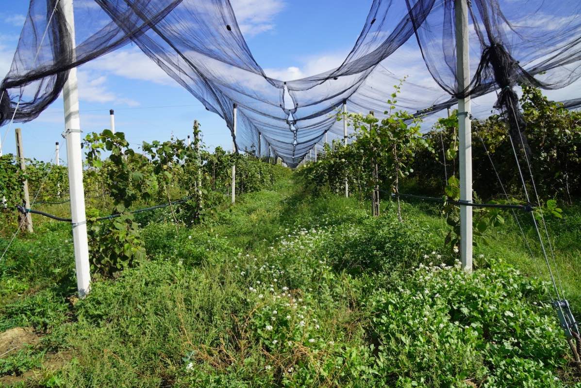 Le reti ombreggianti aiutano i frutteti ad adattarsi meglio ai cambiamenti climatici