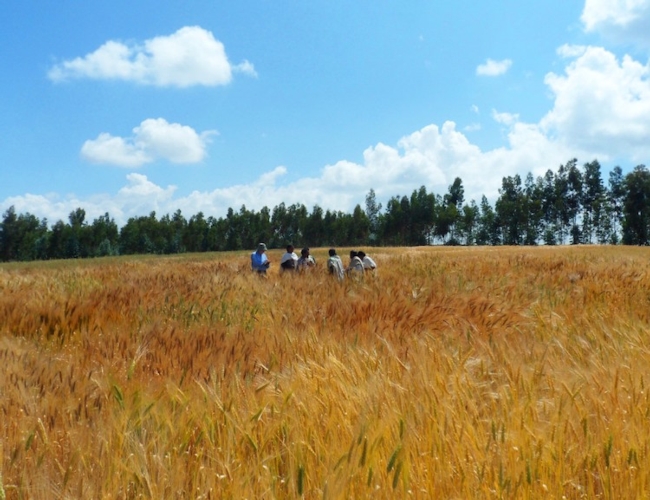 Lo studio è il primo passo per utilizzare le risorse genetiche del grano duro etiope a vantaggio di tutti