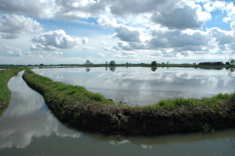 Il rischio che si corre è la possibilità elevata che a luglio non ci sia acqua sufficiente per consentire al riso di completare il ciclo produttivo
