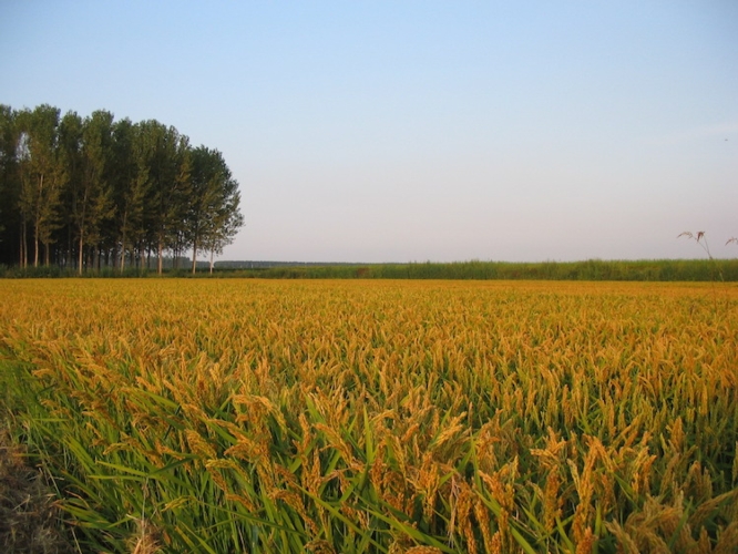 Rinskor: la nuova proposta di Dow AgroSciences per il riso