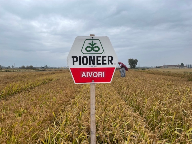 Aivori: novità di Pioneer Hi Bred e Corteva agriscience per la campagna 2023