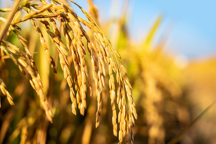 Le soluzioni Syngenta contro il punteruolo delle risaie