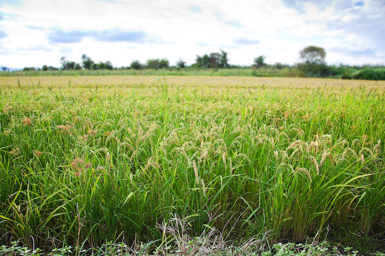 L'aiuto di Stato si giustifica anche per via dei danni procurati dalla eccezionale siccità che ha colpito anche il riso (Foto di archivio)