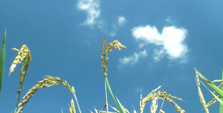 riso-cereali-biodistretto-del-riso-piemontese-fermo-immagine-video-barbara-righini-set-2022.png