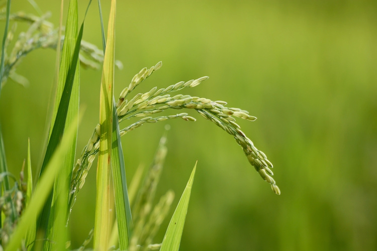 Il riso lombardo vale il 40% della produzione nazionale