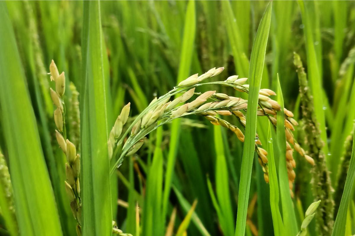 Il progetto scientifico ha dimostrato che il riso può rientrare nelle diete alimentari di persone che soffrono di iperglicemia grazie al suo basso indice glicemico (Foto di archivio)