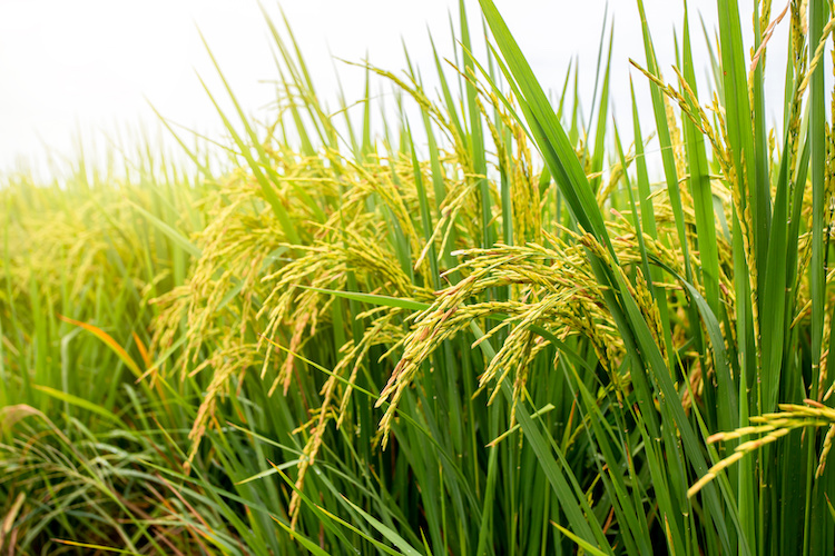 La superficie investita a riso in Italia nel 2022 ha subito una riduzione di circa 9mila ettari (Foto di archivio)