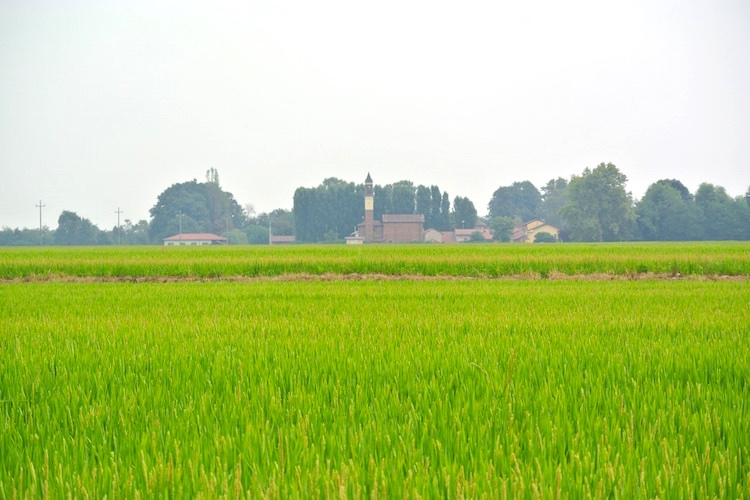 Campi di riso in provincia di Pavia