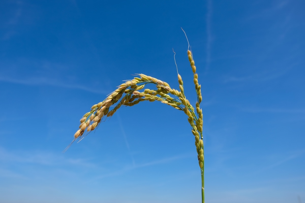 Cereali, i mercati italiani all'impasse