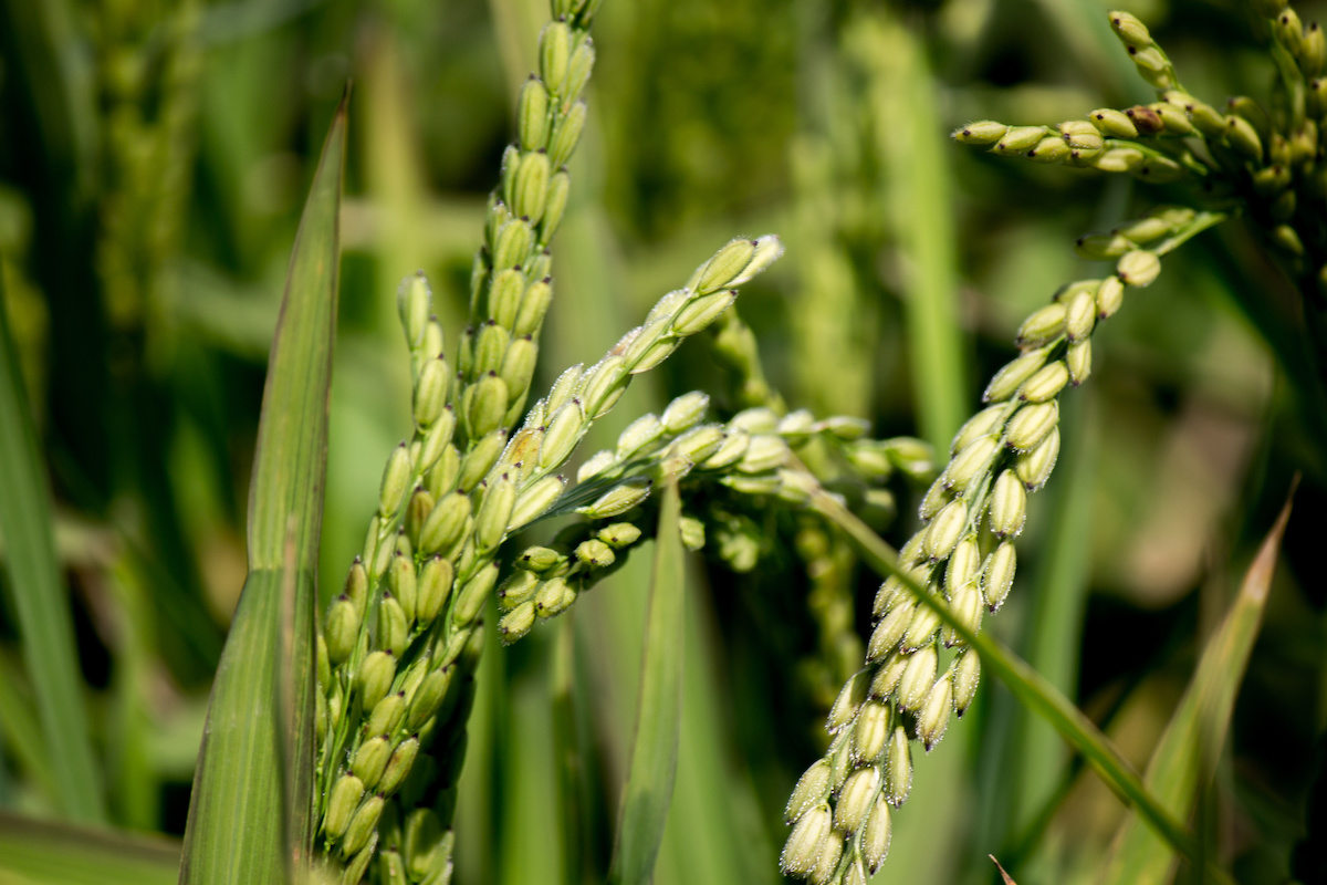 Lo studio ha evidenziato che il riso produce uno specifico florigeno direttamente nel meristema del germoglio e non nella foglia. Ed è responsabile del numero di ramificazioni dell'infiorescenza (Foto di archivio)