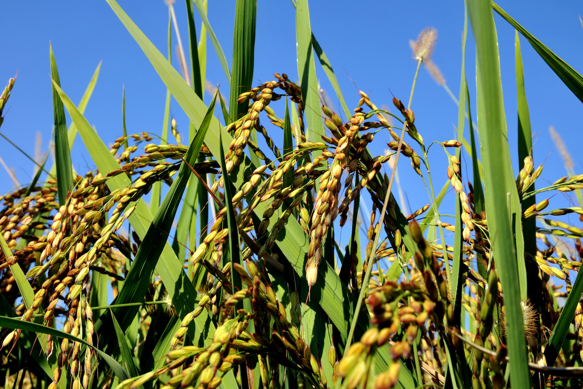 Risorse per il riso dal Psr lombardo dal 2023 (Foto di archivio)