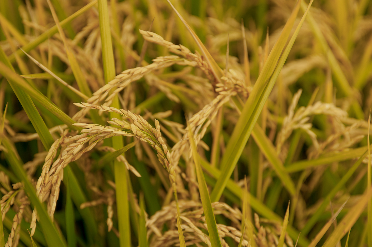 Una nuova varietà di riso resistente alla siccità dell'Ente Nazionale Risi