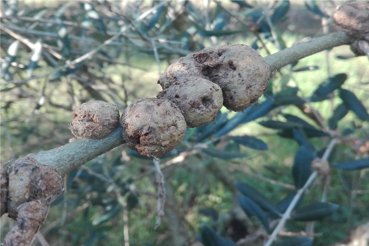 Un ramo di olivo affetto da rogna, con evidenti e grandi tumori
