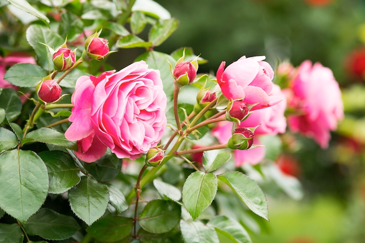 rose-fiori-vivaismo-by-digitalpress-fotolia-750.jpeg