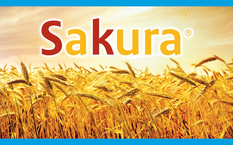 Sakura: frumento più sano a portata di mano