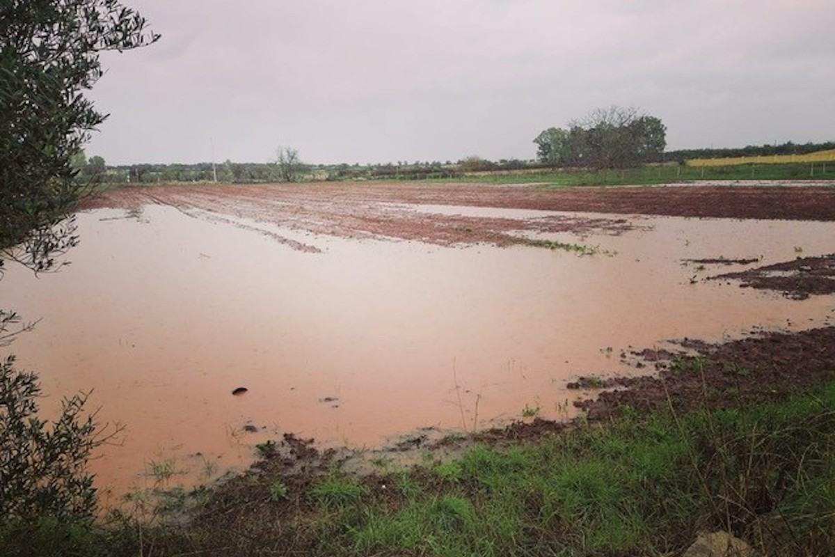 Campo allagato in Salento: distrutti ortaggi e verdure vernine nei comuni dove sono caduti più di 100 millimetri di pioggia in poche ore