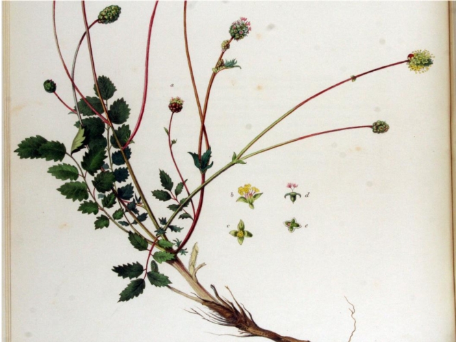 Una illustrazione botanica di Sanguisorba minor, una delle piante studiate dall'Università di Pisa