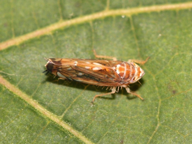 Un esemplare di Scaphoideus titanus, uno dei parassiti a lotta obbligatoria da monitorare
