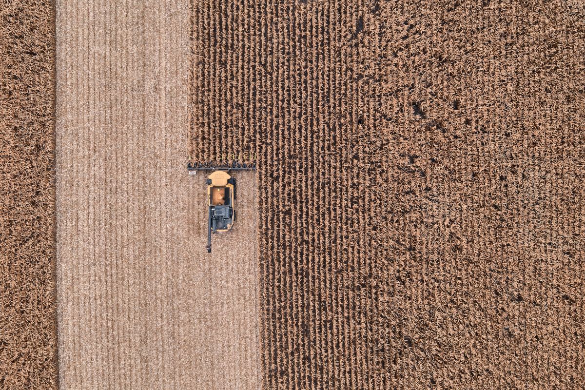 Ibridi Fao 500 di Kws in campo