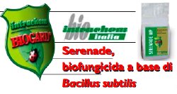 SERENADE, BIOFUNGICIDA A BASE DI BACILLUS SUBTILIS