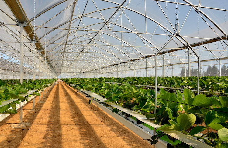 La coltivazione idroponica di solito si applica ad un ambiente chiuso e controllato come la serra