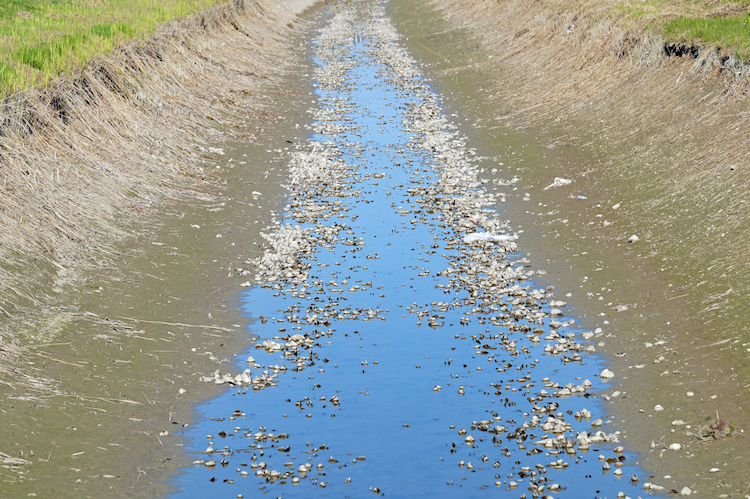 siccita-irrigazione-canale-fiume-by-steuccio79-adobe-stock-750x499.jpeg