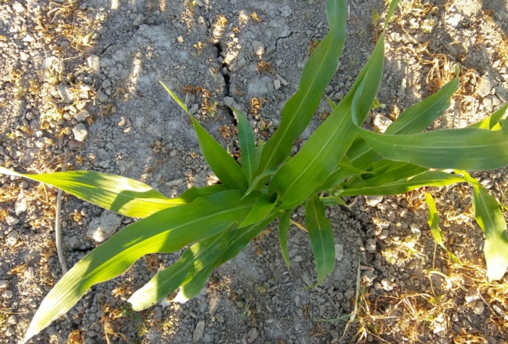 Una pianta di mais in crisi idrica. I cereali estivi sono tra le colture più colpite dalla siccità in Toscana