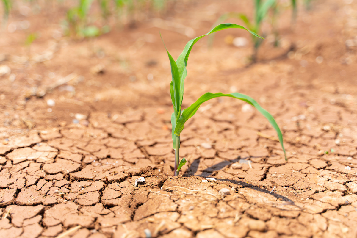La siccità ha ridotto drasticamente le previsioni produttive di mais in Argentina (Foto di archivio)