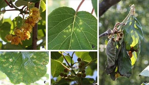 Sintomi naturali causati da Pseudomonas syringae pv. actinidiae rinvenuti in Portogallo