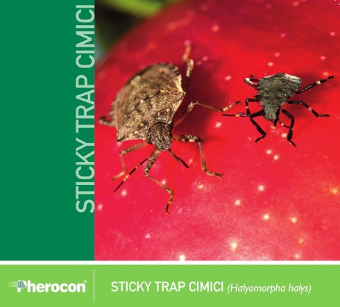 Sticky Trap Cimici: per il monitoraggio della cimice asiatica