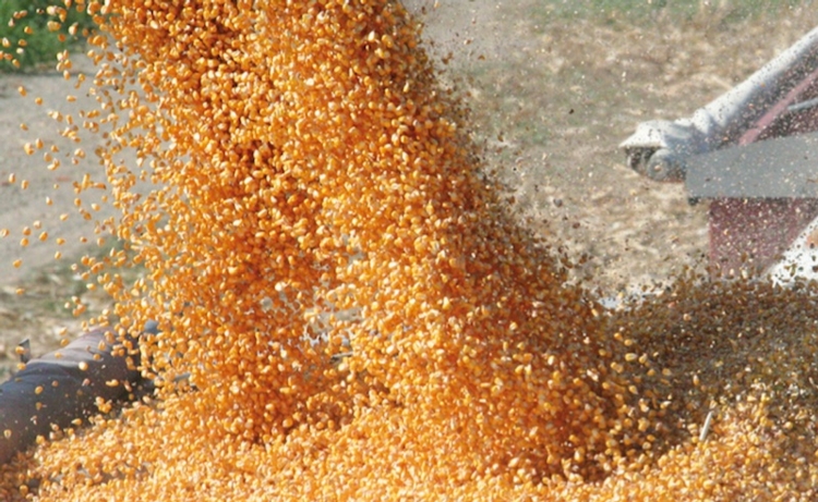 Tonale: la nuova soluzione di Sipcam Italia per il mais