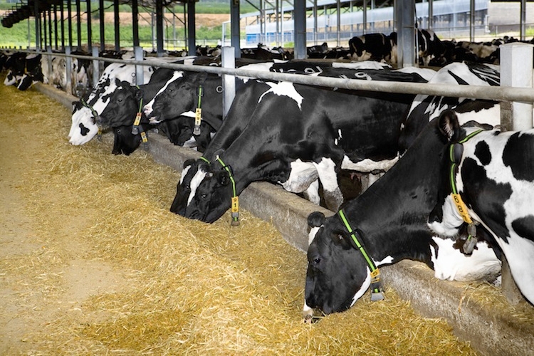 La Tadini Dairy Park si occuperà di produzioni agro-zootecniche
