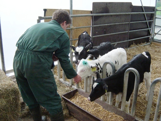 Sloten: allevare il vitello con successo inizia con una stalla ben pulita e con paglia fresca
