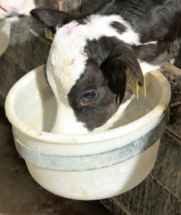 Sprayfo: per i primi tre giorni di vita nutrire tutti i vitelli con 6-8 litri di colostro al giorno