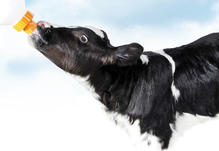 Il passaggio al latte Sprayfo al terzo giorno soddisfa le esigenze dei giovani vitelli