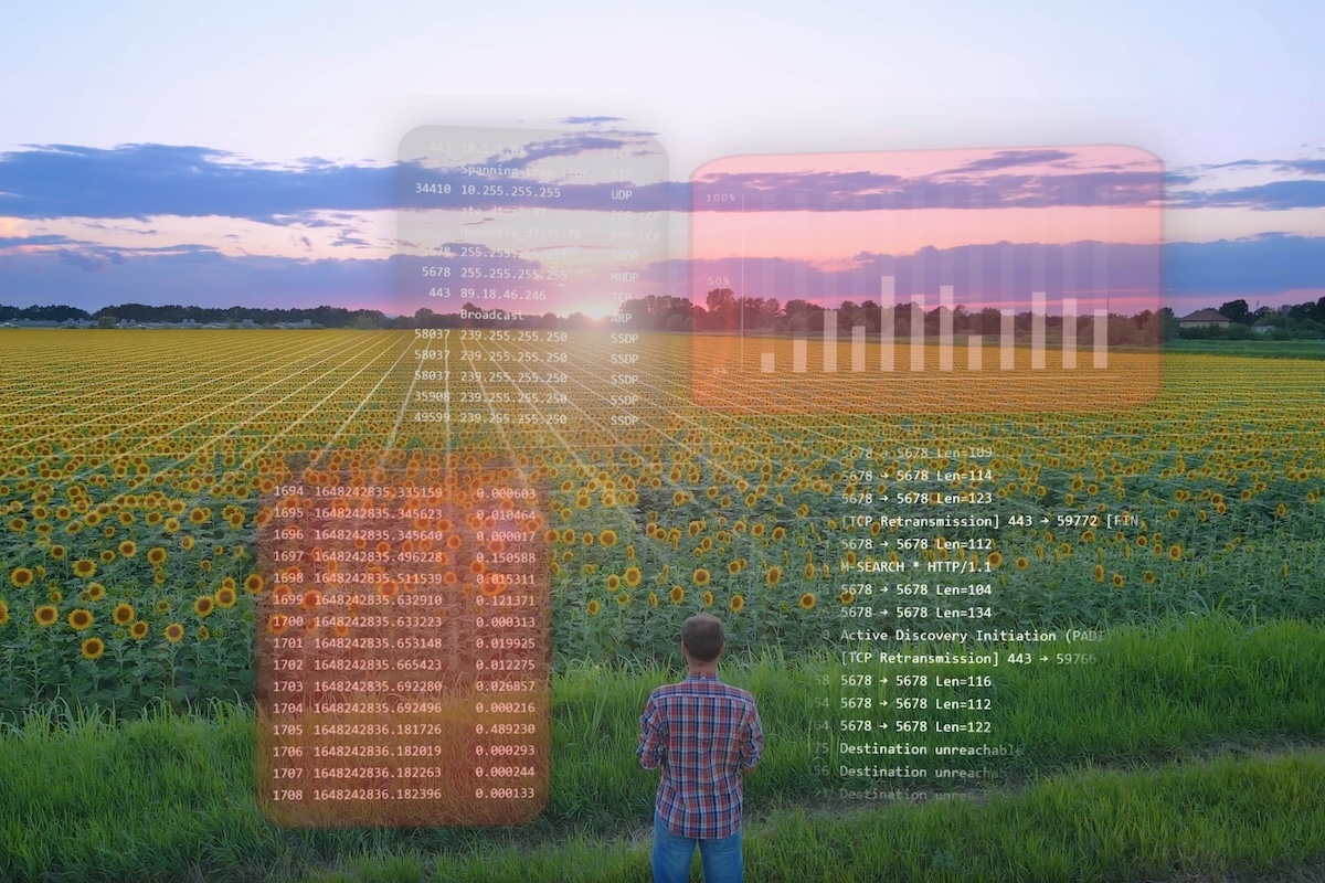 Agricoltore analizza i dati della sua produzione di girasoli