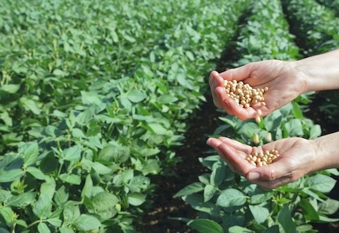 Nel 2015 sono aumentate le superfici adibite alla produzione di sementi: 12mila ettari contro i 9.800 del 2014