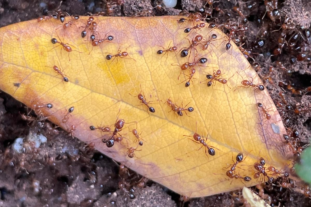 Come riconoscere la formica di fuoco
