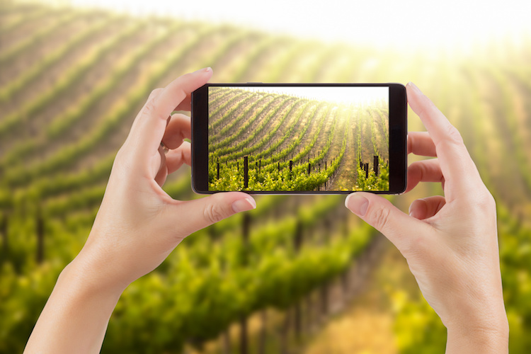 La viticoltura è uno dei settori più digitali dell'agricoltura (Foto di archivio)