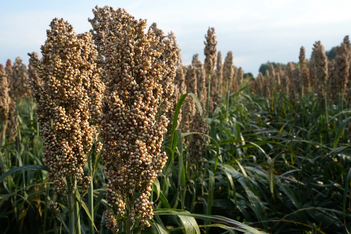 Il sorgo è un cereale che si adatta a diversi ambienti di coltivazione