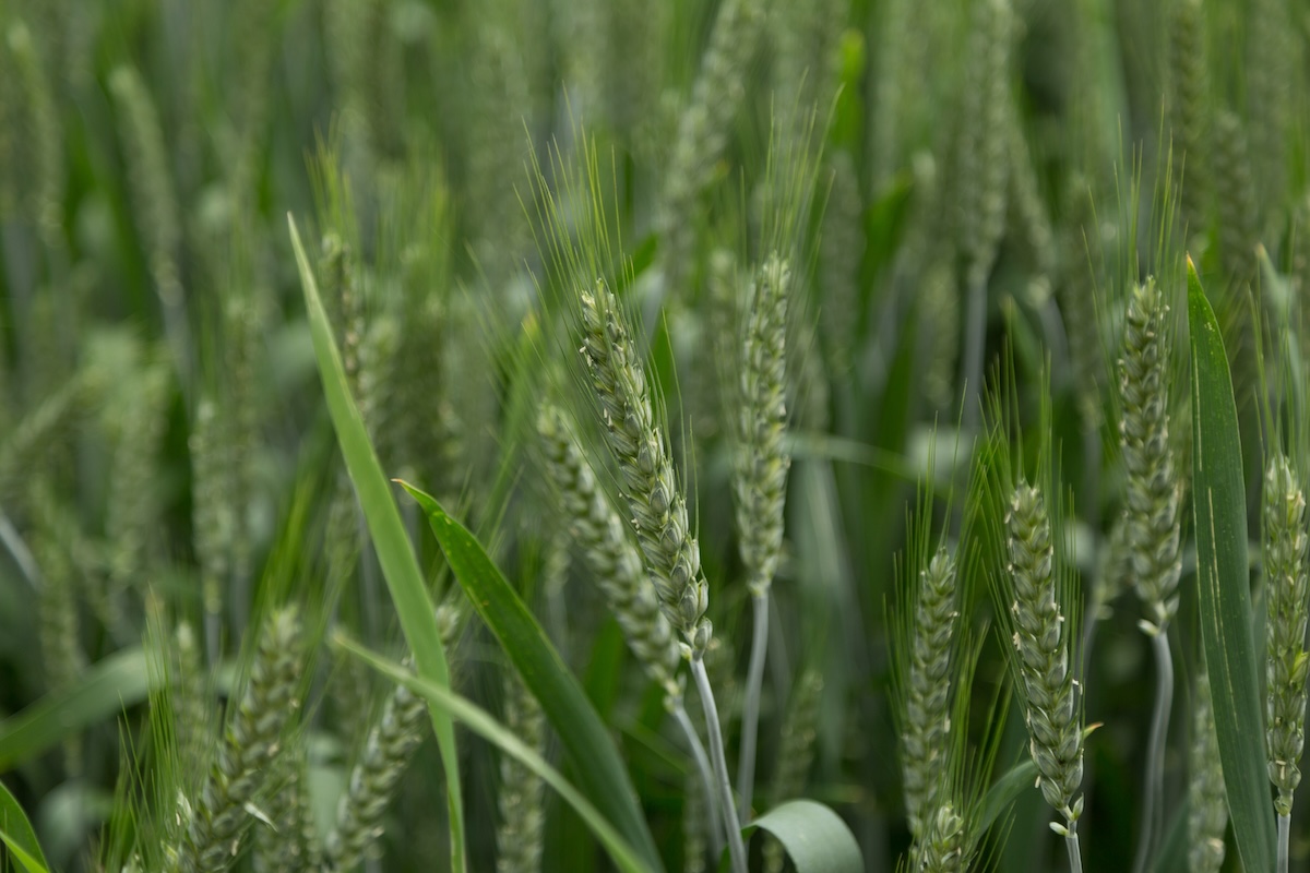 Come difendere i cereali - campo di grano