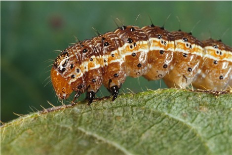 Larva di Spodoptera frugiperda