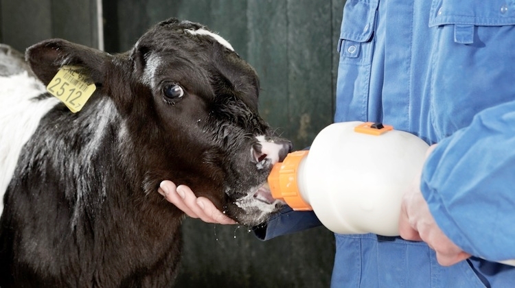 Sprayfo consiglia: 10 motivi per passare al latte in polvere