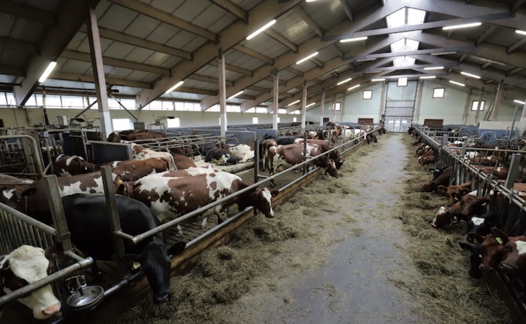 La Rossa Norvegese rappresenta il 95% delle vacche da latte del paese scandinavo, dove il 50% delle mandrie è munto con il robot