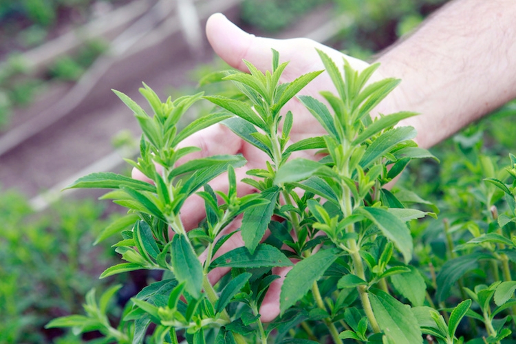 La stevia è uno dei superfood che sta crescendo più in fretta