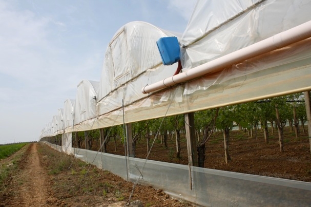 Moderne strutture in metallo per la produzione di uva in serre senza riscaldamento