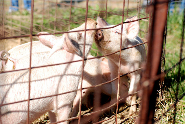 L'aumento dei prezzi della soia ha spinto verso l'alto i costi per l'alimentazione degli animali