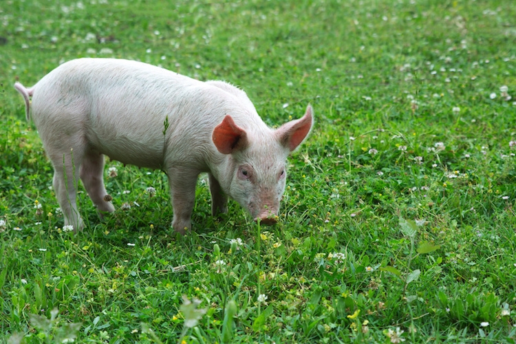 La carne di suino sardo potrà essere commercializzata fuori dai confini dell'isola fino al 16 dicembre 
