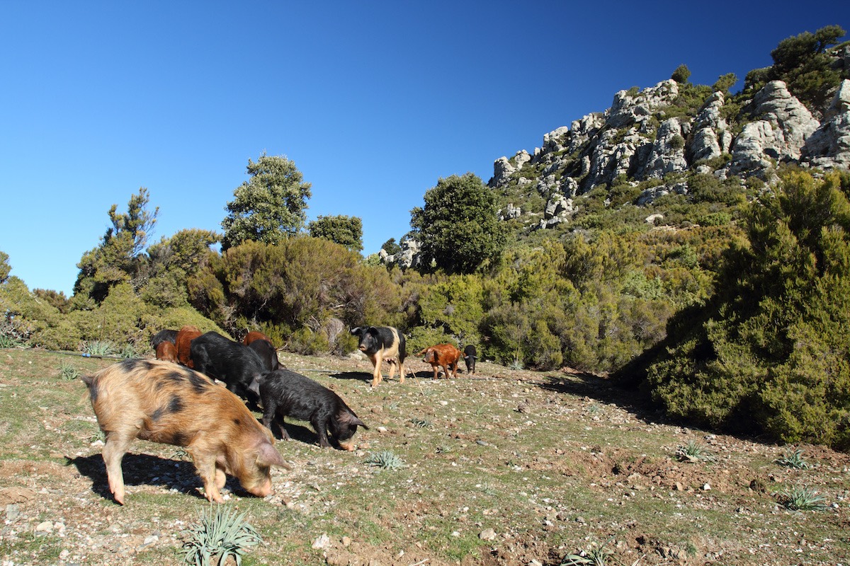 In Sardegna è frequente il pascolamento dei suini, dove gli animali hanno facilità di contatto fra loro e con i selvatici, molto diffusi (Foto di archivio)